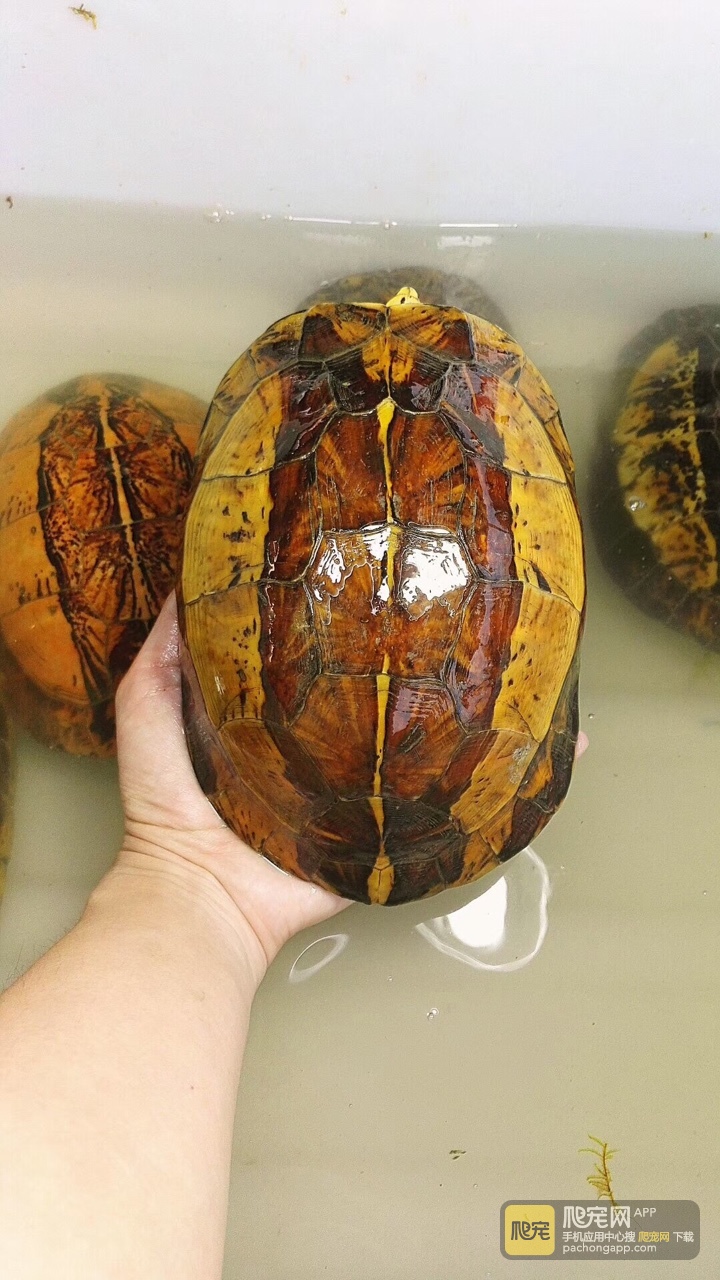 黄额黑腹f7号,厚重带蛋母,920克.1500包邮.