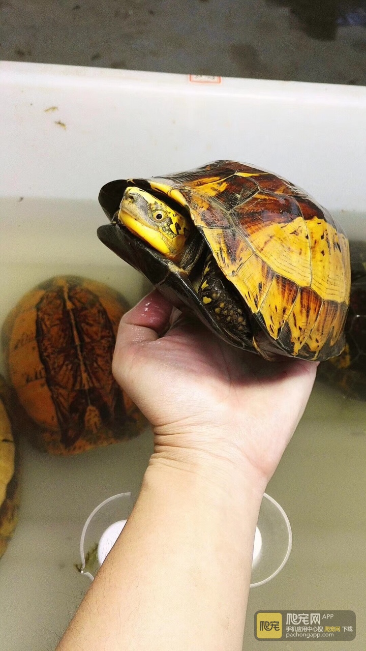 黄额黑腹f7号,厚重带蛋母,920克.1500包邮.