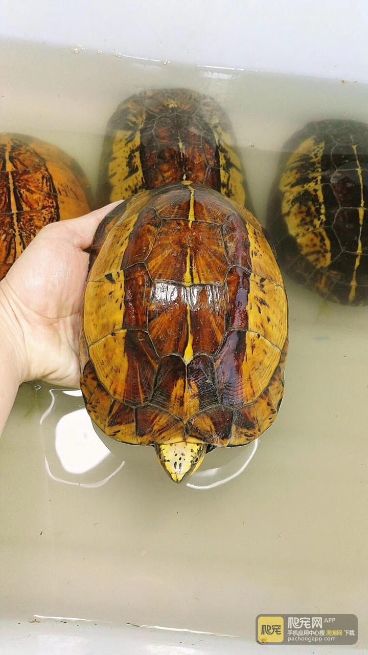 黄额黑腹f7号,厚重带蛋母,920克.1500包邮.