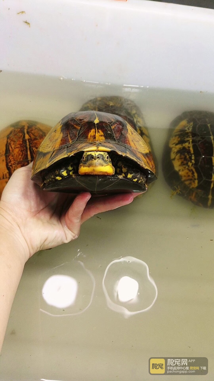 黄额黑腹f7号,厚重带蛋母,920克.1500包邮.