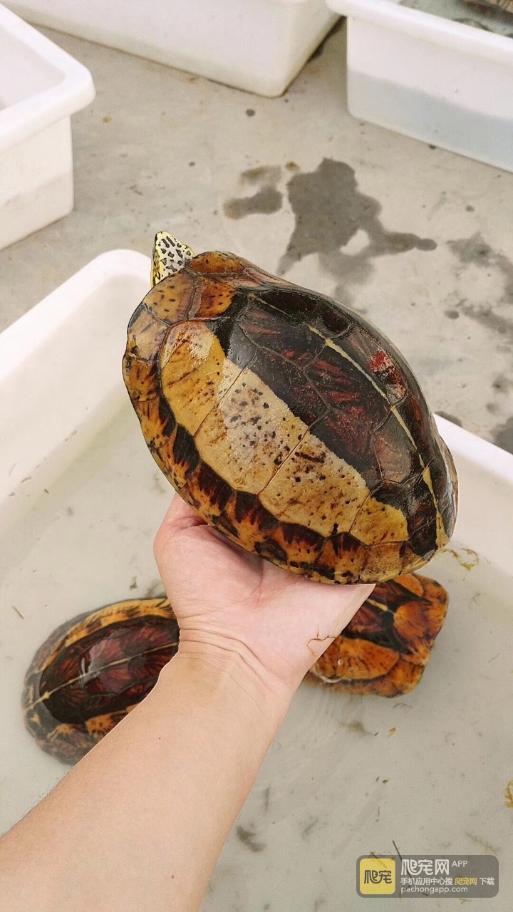 黄额黑腹b8号,1035克.母.五个蛋.你看着办.1688包邮.