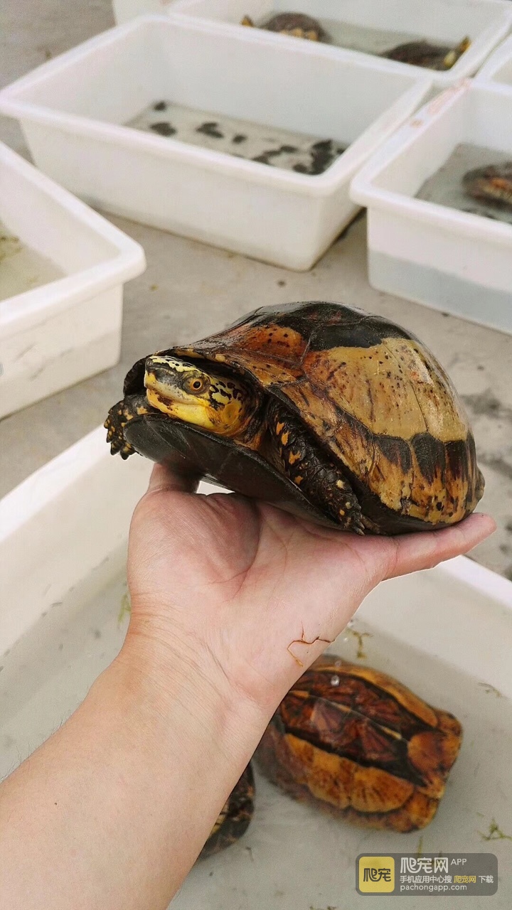 黄额黑腹b8号,1035克.母.五个蛋.你看着办.1688包邮.