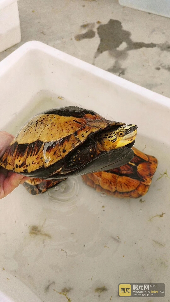 黄额黑腹b8号,1035克.母.五个蛋.你看着办.1688包邮.