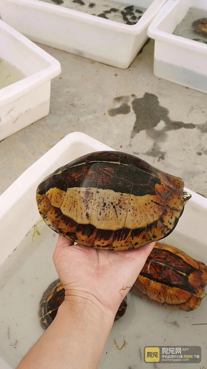 黄额黑腹b8号,1035克.母.五个蛋.你看着办.1688包邮.