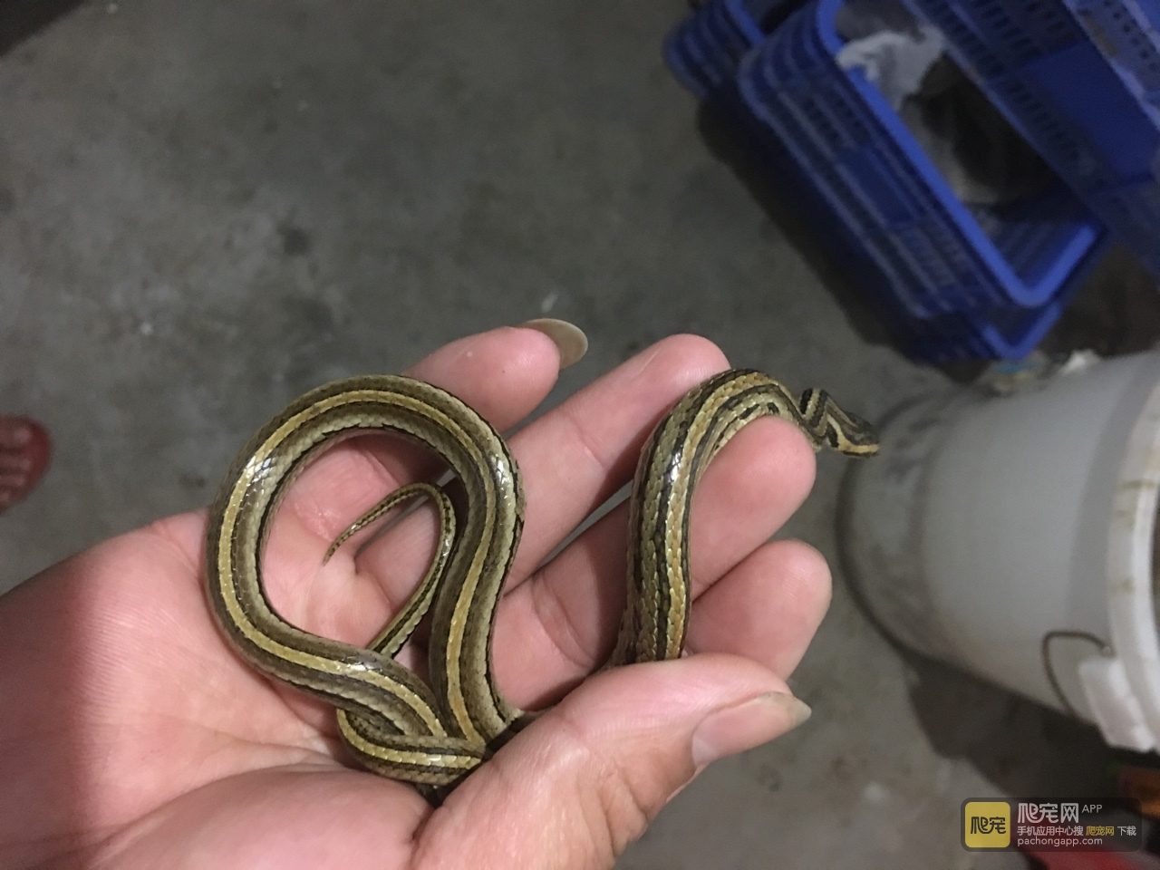 検出暴徒良心三線蛇 Shiroimine Jp