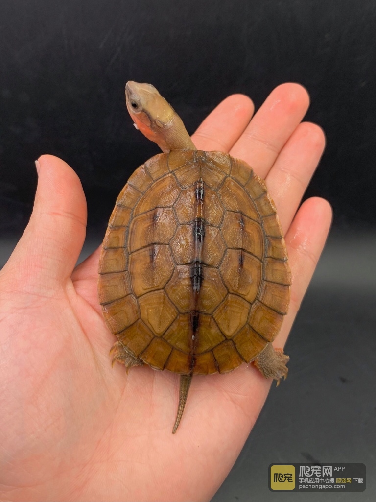 [金钱龟] 极品越南大米,交流热线18806657152微信同步