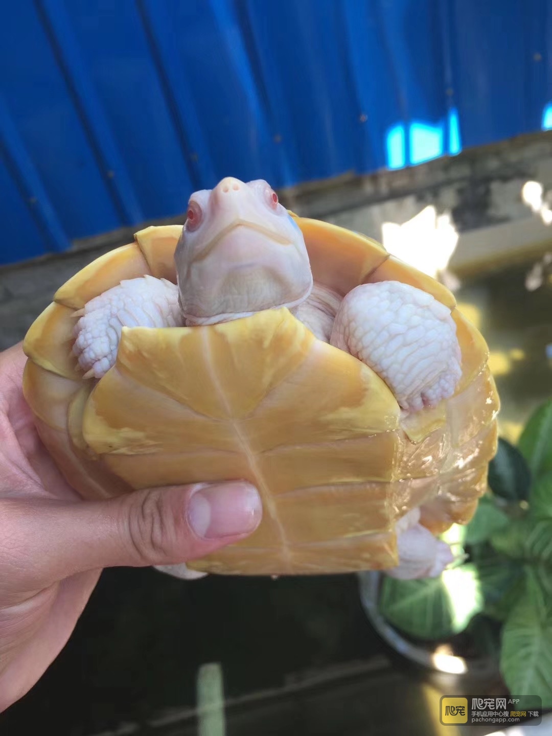 收购白化巴西全规格