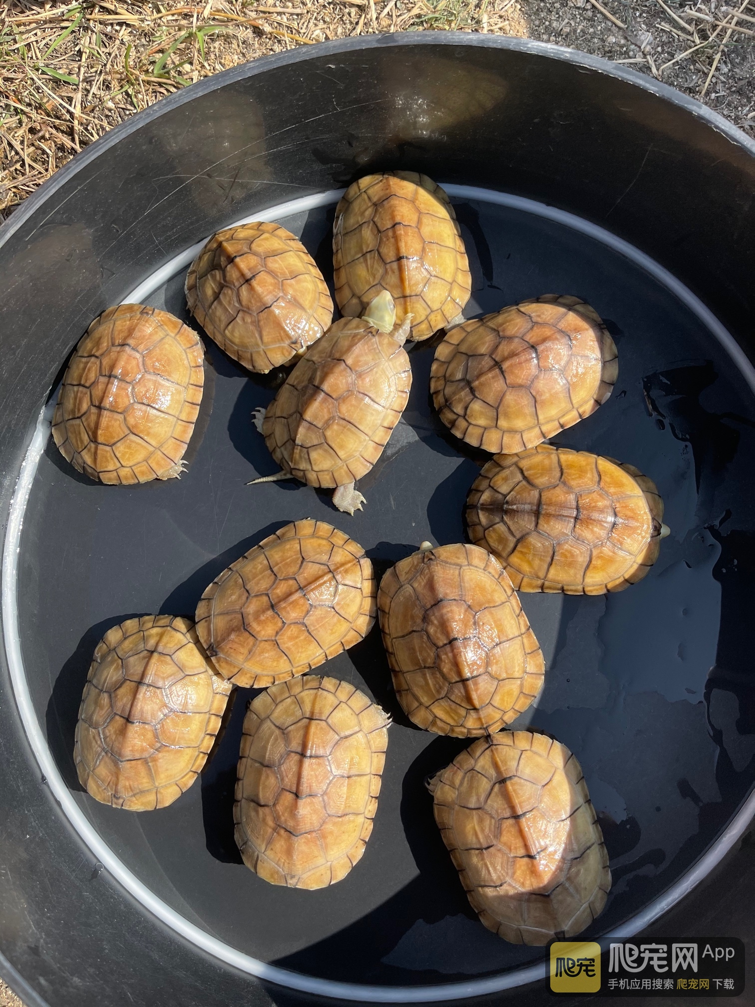 纯种安徽小青批发(老字号) - 龟类 - 爬宠网