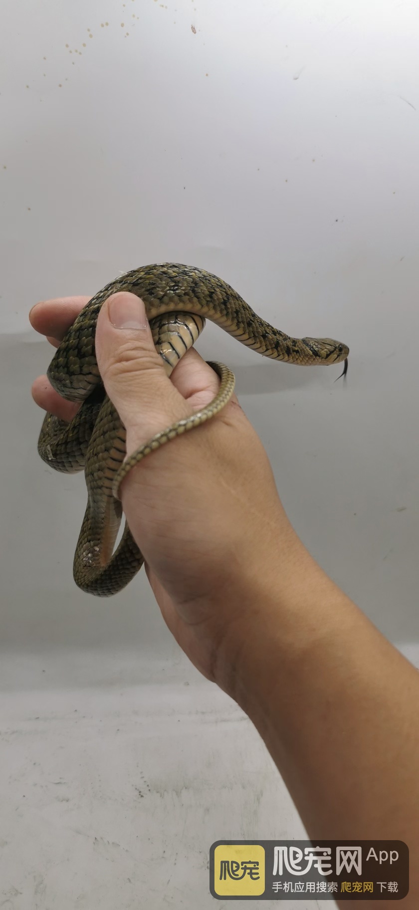 鱼游蛇新手入门级别 爬类 爬宠网