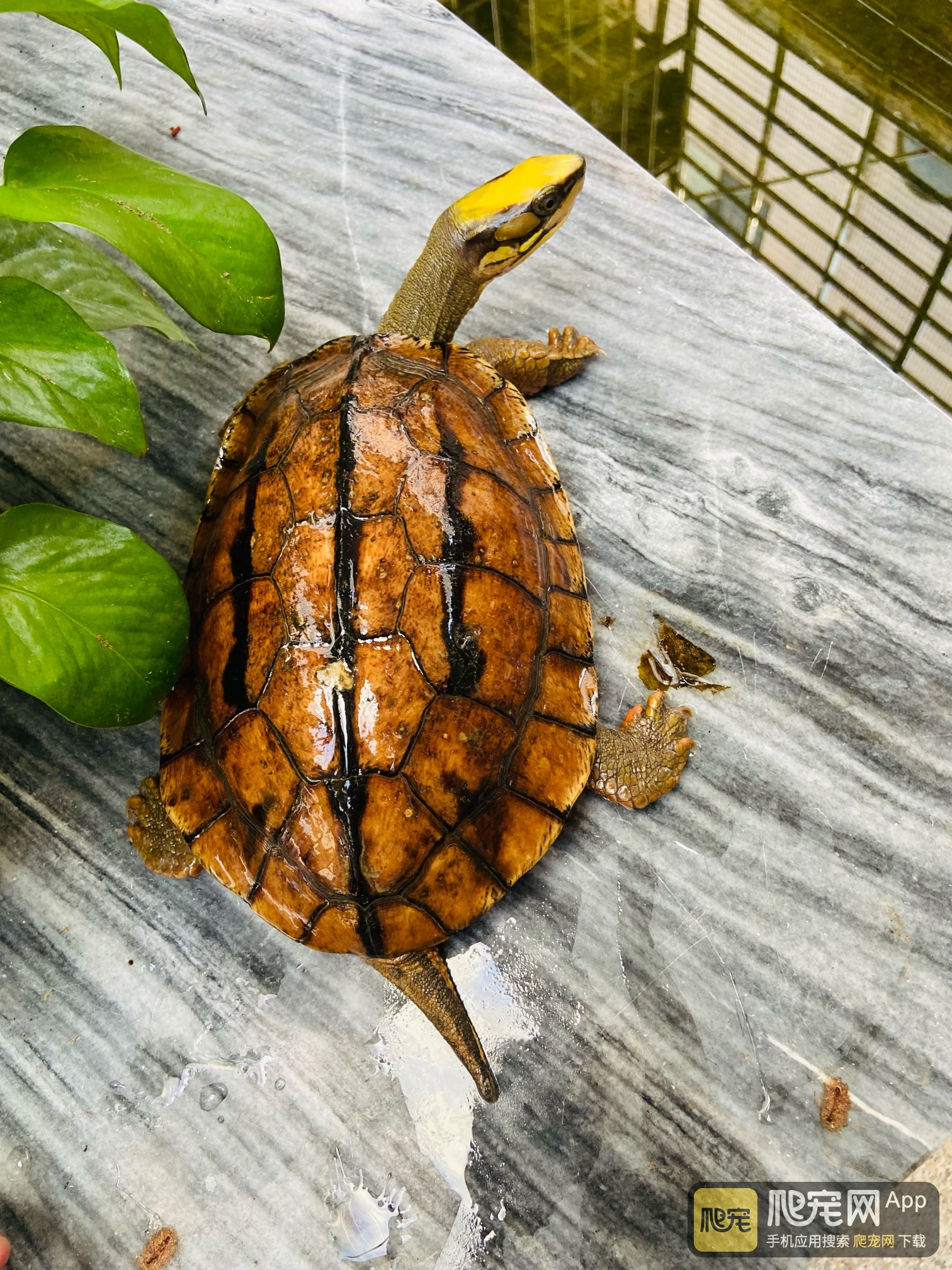 金钱龟18斤精品海南成熟公喜欢联系15706693485微信同号